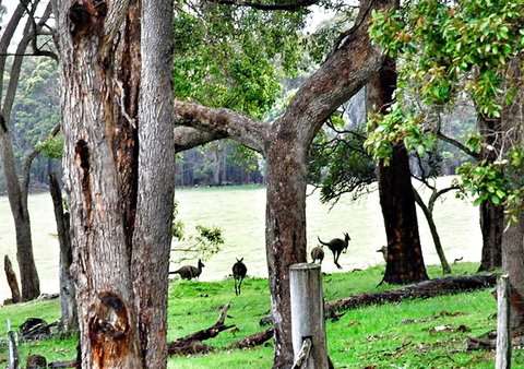 For The Birds Yallingup - Accommodation Cooktown 22