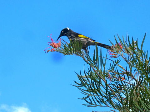 Bridgetown Valley Lodge - Accommodation Cooktown 42