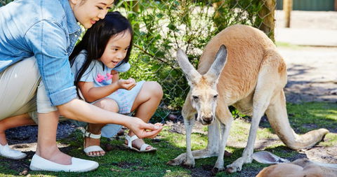 Banksia Tourist Park - Accommodation Cooktown 29