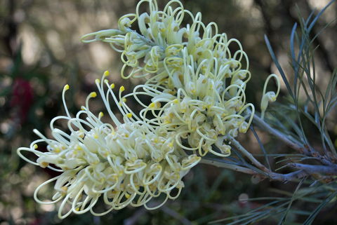 Banksia Tourist Park - Accommodation Cooktown 9