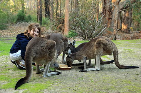 Yelverton Brook Conservation Sanctuary - Accommodation Cooktown 5