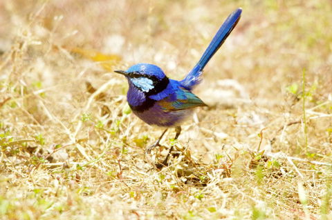 Yelverton Brook Conservation Sanctuary - Accommodation Cooktown 23