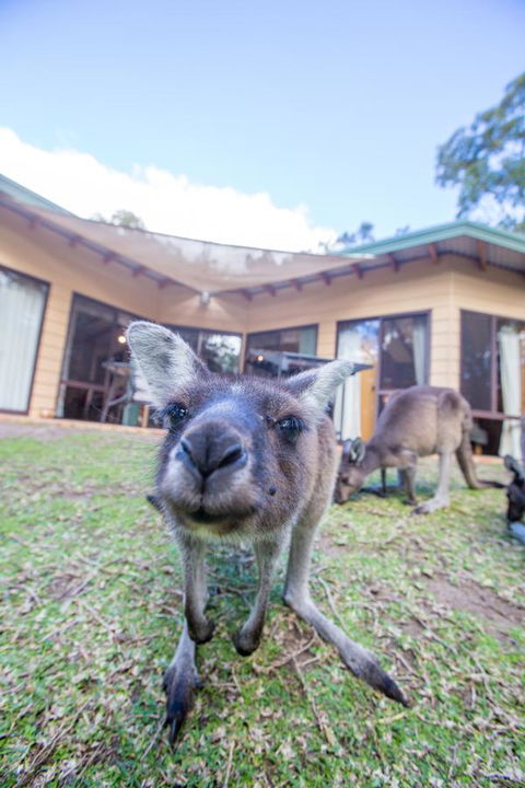 Yelverton Brook Conservation Sanctuary - Accommodation Cooktown 17