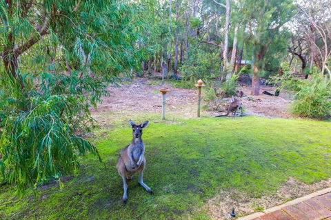 Yelverton Brook Conservation Sanctuary - Accommodation Cooktown 11