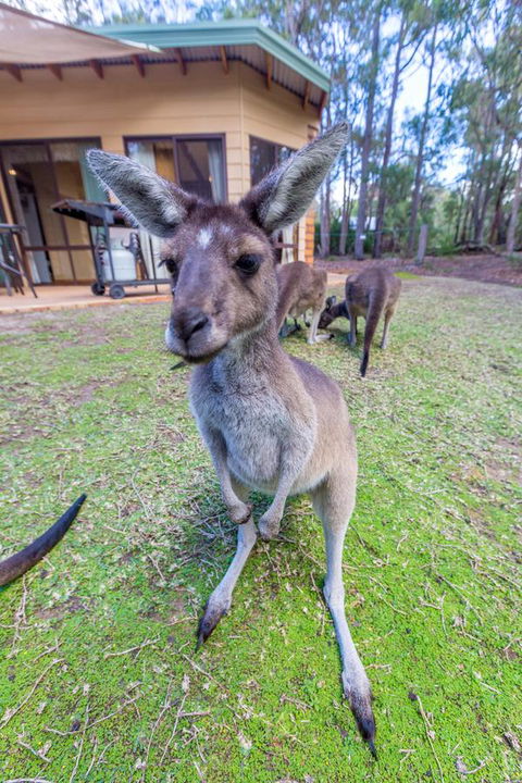 Yelverton Brook Conservation Sanctuary - Accommodation Cooktown 0