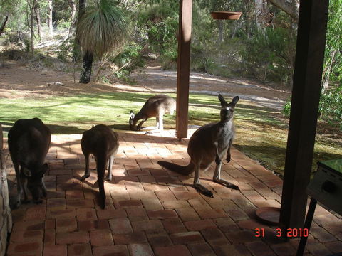 Yelverton Brook Conservation Sanctuary - Accommodation Cooktown 22