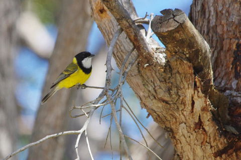 Yelverton Brook Conservation Sanctuary - Accommodation Cooktown 35