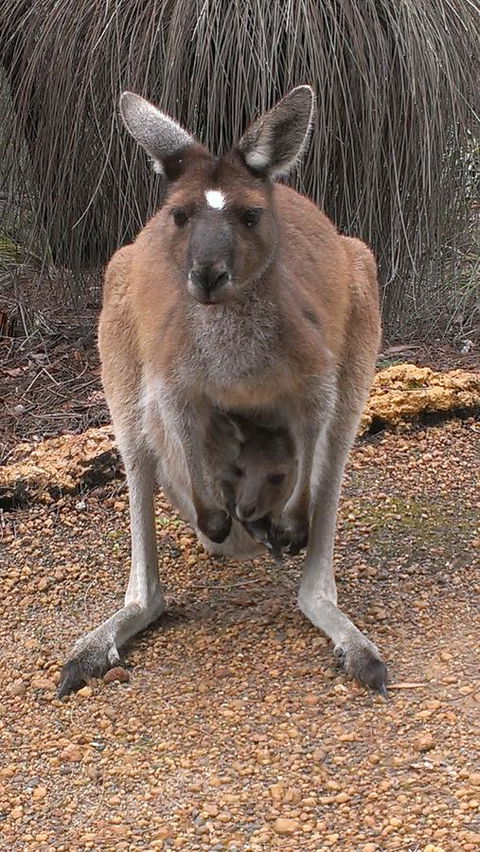 Yelverton Brook Conservation Sanctuary - Accommodation Cooktown 27