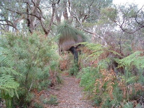 Yelverton Brook Conservation Sanctuary - Accommodation Cooktown 41