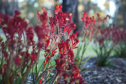 Amaroo Retreat & Spa - Accommodation Cooktown 16