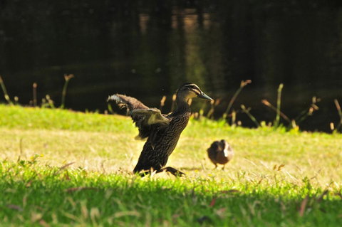 Waterfall Cottages - Accommodation Cooktown 22