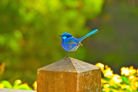 Waterfall Cottages - Accommodation Cooktown 21