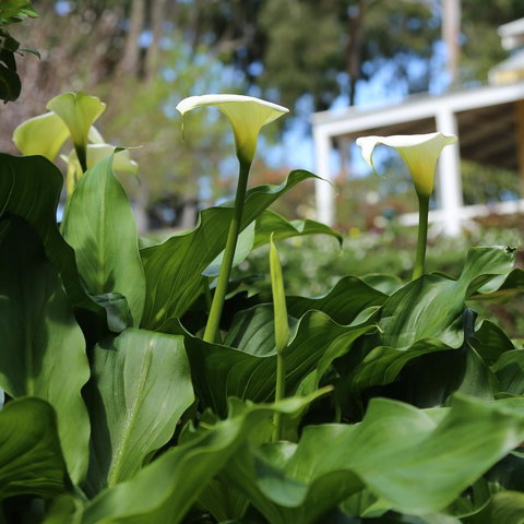 Two Sisters Chalets - Accommodation Cooktown 32
