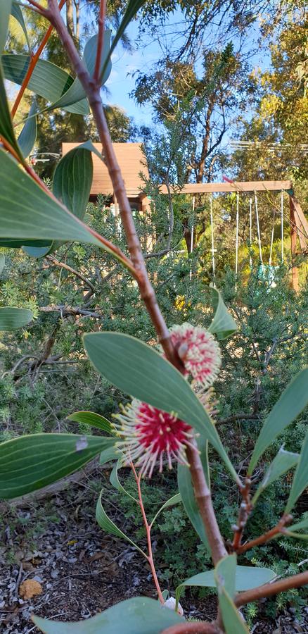 Di's Cabin In Dwellingup - Accommodation Cooktown 4