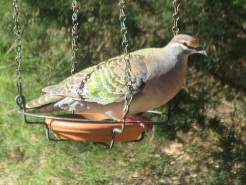 Di's Cabin In Dwellingup - Accommodation Cooktown 25