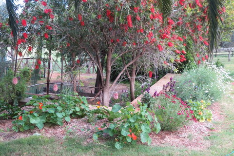 Bentwood Olive Grove Accommodation - Accommodation Cooktown 21
