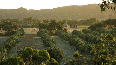 Bentwood Olive Grove Accommodation - Accommodation Cooktown 20