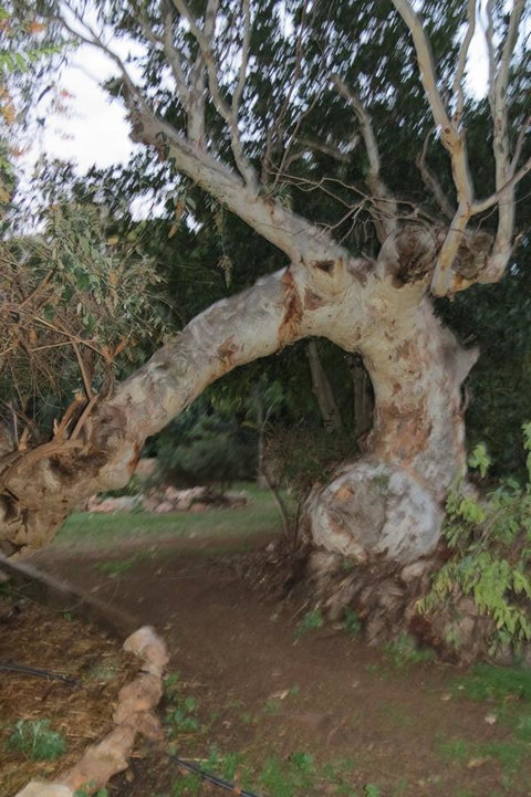 Bentwood Olive Grove Accommodation - Accommodation Cooktown 22