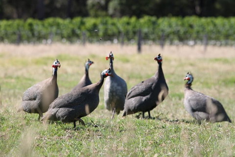 Windfall Estate Vineyard Cottage - Accommodation Cooktown 27