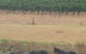 Windfall Estate Vineyard Cottage - thumb 26