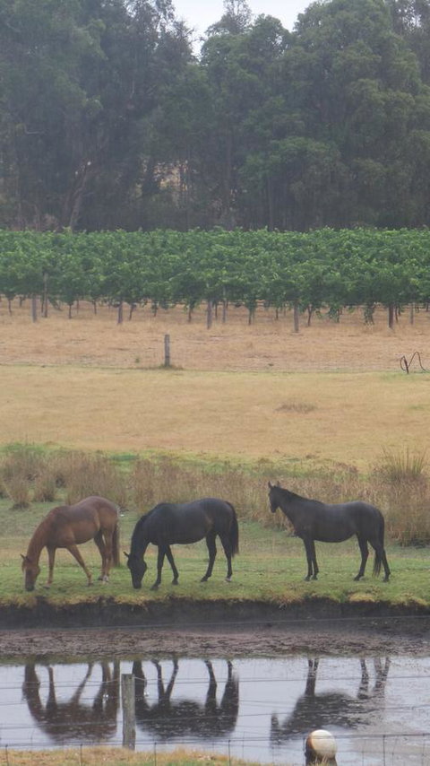 Windfall Estate Vineyard Cottage - Accommodation Cooktown 26