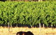 Windfall Estate Vineyard Cottage - thumb 18