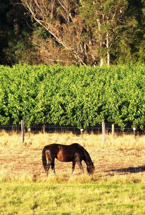 Windfall Estate Vineyard Cottage - Accommodation Cooktown 18