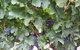 Windfall Estate Vineyard Cottage - thumb 29