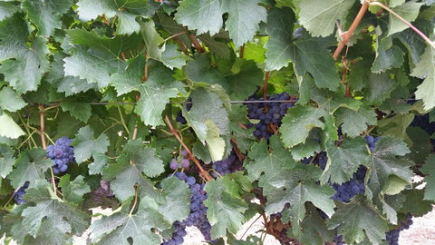 Windfall Estate Vineyard Cottage - Accommodation Cooktown 29