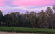 Windfall Estate Vineyard Cottage - thumb 25