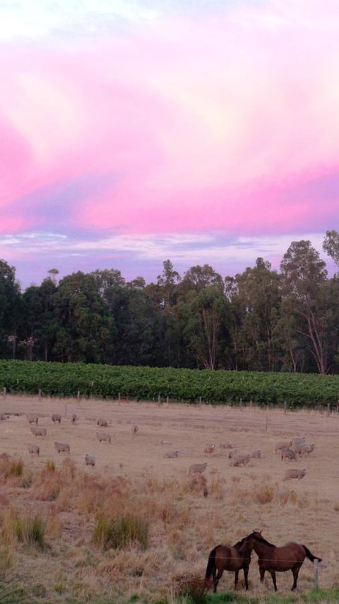 Windfall Estate Vineyard Cottage - Accommodation Cooktown 25