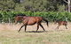 Windfall Estate Vineyard Cottage - thumb 17