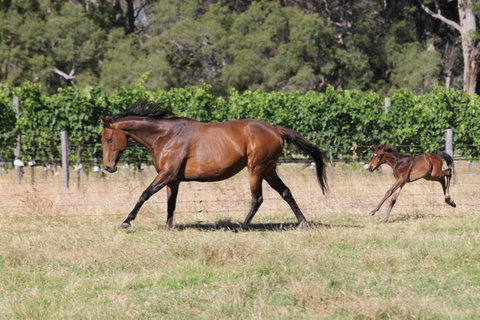 Windfall Estate Vineyard Cottage - Accommodation Cooktown 17