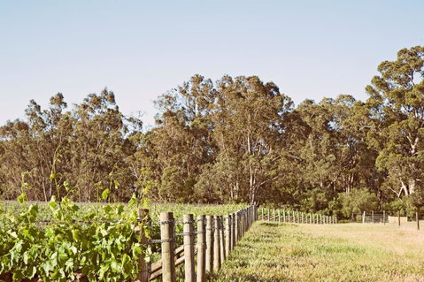 Windfall Estate Vineyard Cottage - Accommodation Cooktown 23