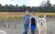 Windfall Estate Vineyard Cottage - thumb 11