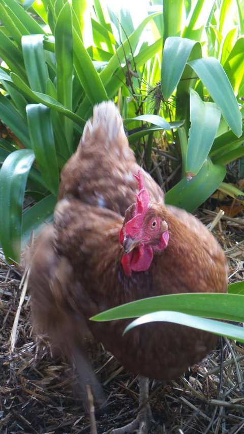 Windfall Estate Vineyard Cottage - Accommodation Cooktown 30