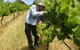 Windfall Estate Vineyard Cottage - thumb 24