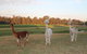 Windfall Estate Vineyard Cottage - thumb 21