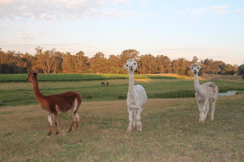 Windfall Estate Vineyard Cottage - Accommodation Cooktown 21