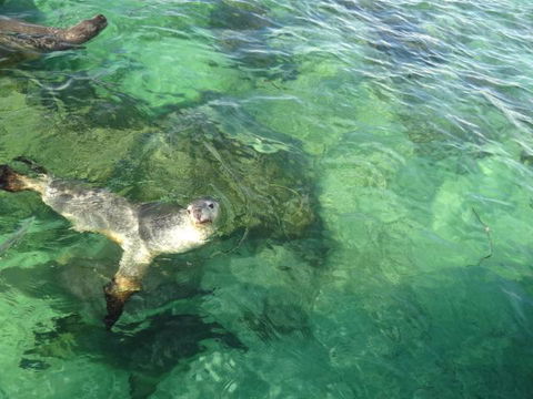 Acaciabnb - Accommodation Cooktown 5