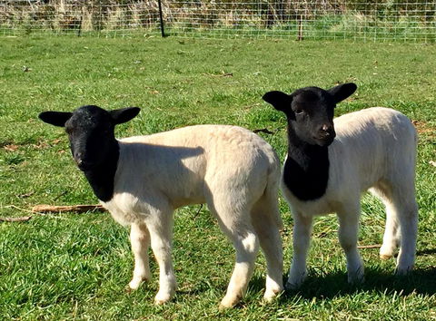 Manna Hill Farm - Accommodation Cooktown 2