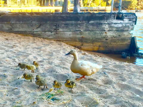 Wandering Geese Boutique Bed And Breakfast - Accommodation Cooktown 3