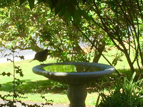 Wandering Geese Boutique Bed And Breakfast - Accommodation Cooktown 19
