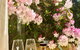 Wandering Geese Boutique Bed And Breakfast - thumb 9
