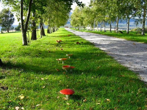 Plovers Ridge Country Retreat - Accommodation Cooktown 0