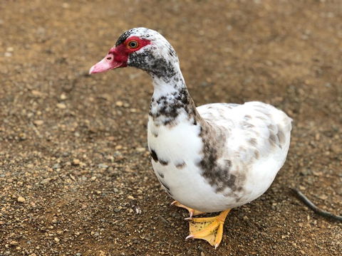 A Cottage In Richmond - Accommodation Cooktown 19