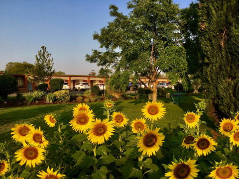 Quirindi Sunflower Motor Inn - Accommodation Cooktown 0