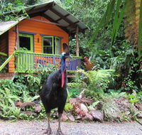 Rainforest Hideaway