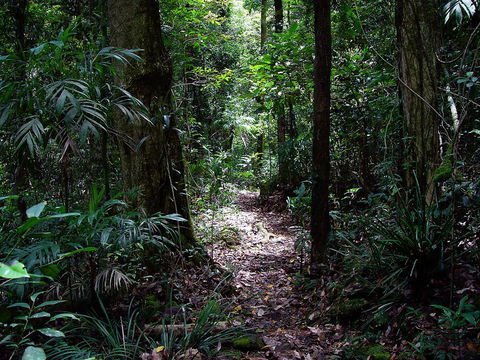 Springbrook Lyrebird Retreat - Accommodation Cooktown 0