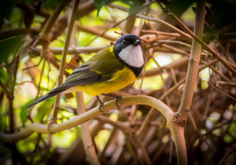 Parnella Kettering - Accommodation Cooktown 10